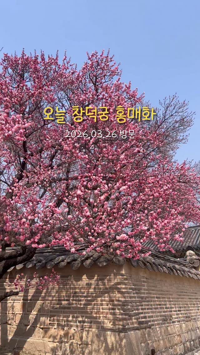 always._.pring 게시물 이미지: 오늘 보고 온 창덕궁 홍매화🌸

아직 만개는 아니지만 이번 주말부터 다음 주 방문...