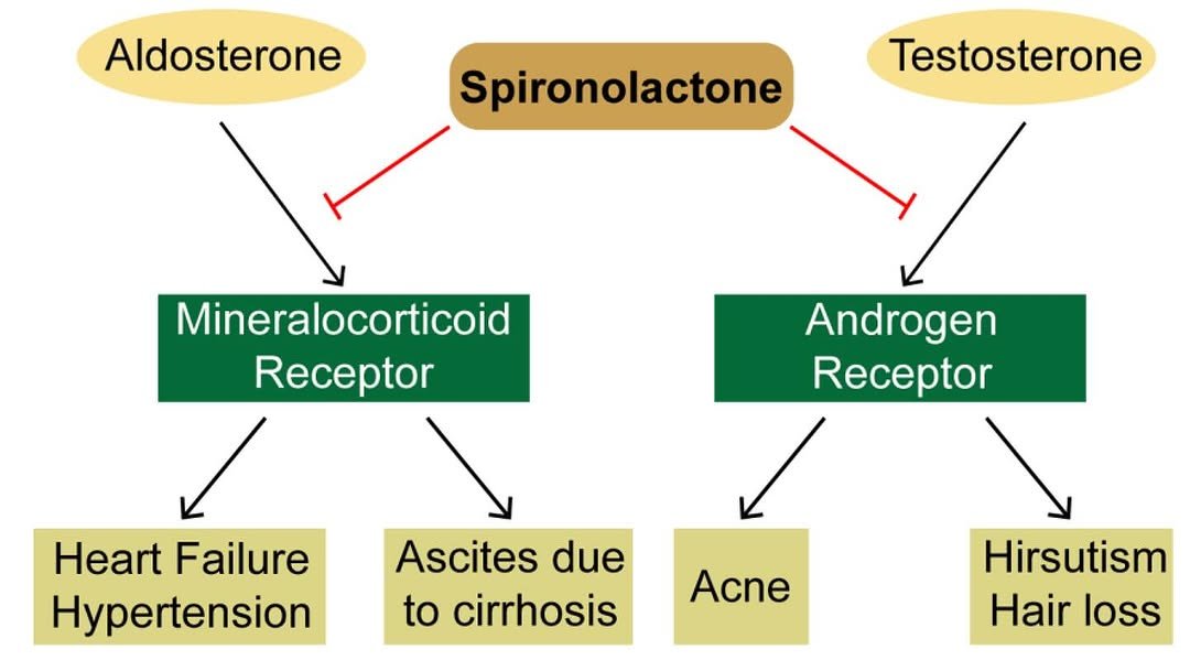 Photo shared by 알약빌더 | 약사 임윤석 on October 17, 2025 tagging @alyakcrew. May be an image of text that says 'Aldosterone Spironolactone Testosterone Mineralocorticoid Receptor Androgen Receptor Heart Failure Hypertension Ascites due to cirrhosis Acne Hirsutism Hair loss'.