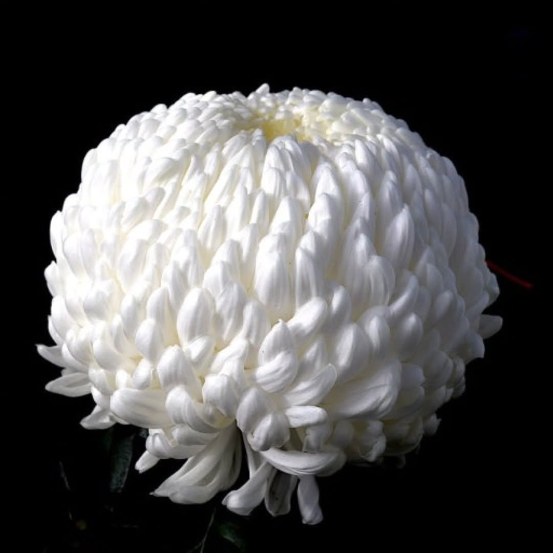 Photo by 안영미 on September 06, 2025. May be an image of flower and text.