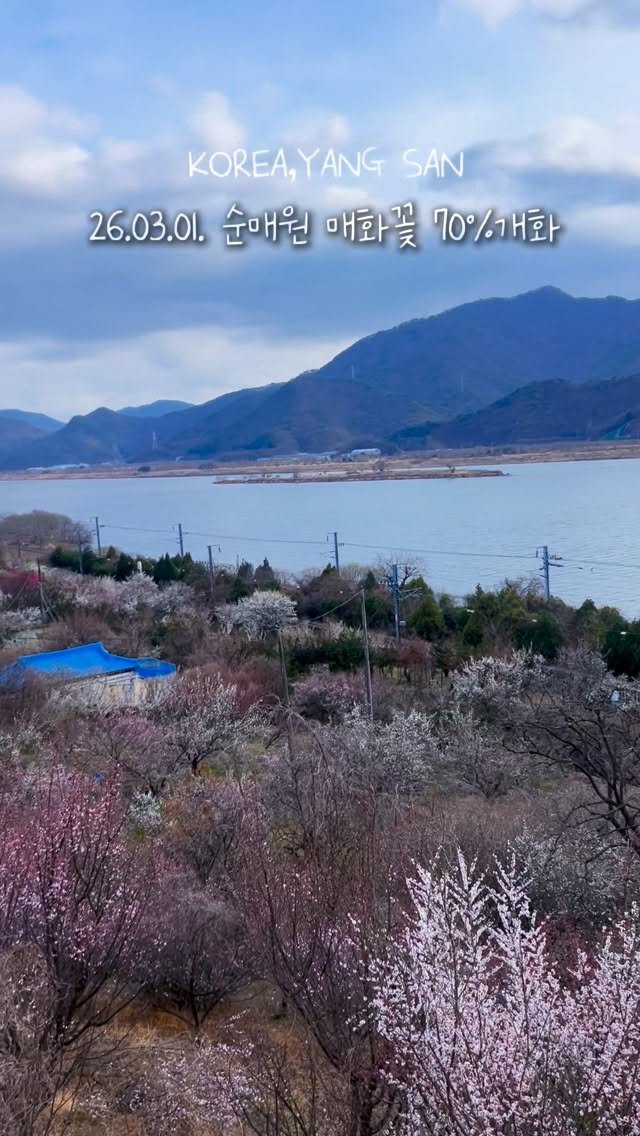 angdi09815 게시물 이미지: 2026.03.01 실시간 양샨 원동 순매원 
매화 개화상황...
