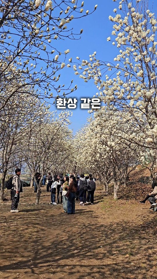 angdi09815 게시물 이미지: 3월 한달만 피는 목련숲?!
이번 주말 무조건 가봐야 할 곳!

지금 가장 만개해서...