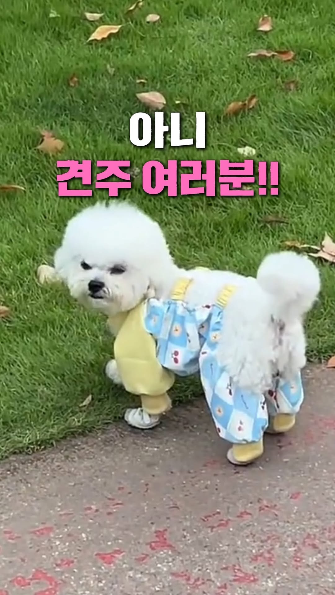 ani.everyone 게시물 이미지: ✔ 🐾 하네스+신발 일체형 구조로 아무리 우다다 뛰어도 절대 안 벗겨짐! 
✔ ⏱️...