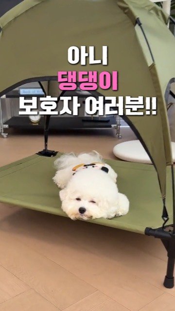 ani.everyone 게시물 이미지: “무슨 강아지 텐트까지 챙겨? 유난이다 진짜~”
야외만 나가면 애가...