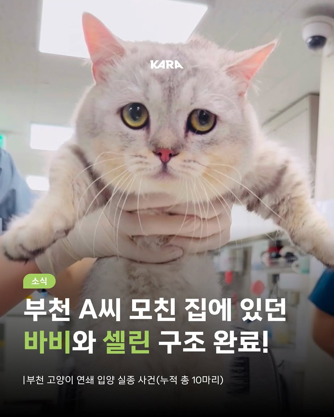 Photo by 동물권행동 카라 공식계정 on August 08, 2025. May be an image of kitten and text that says 'KARA 소식 부천 A씨 모친 집에 있던 바비와 셀린 구조 완료! 1부천 고양이 연쇄 입양 실종 사건( 사건(누적 총 10마리)'.