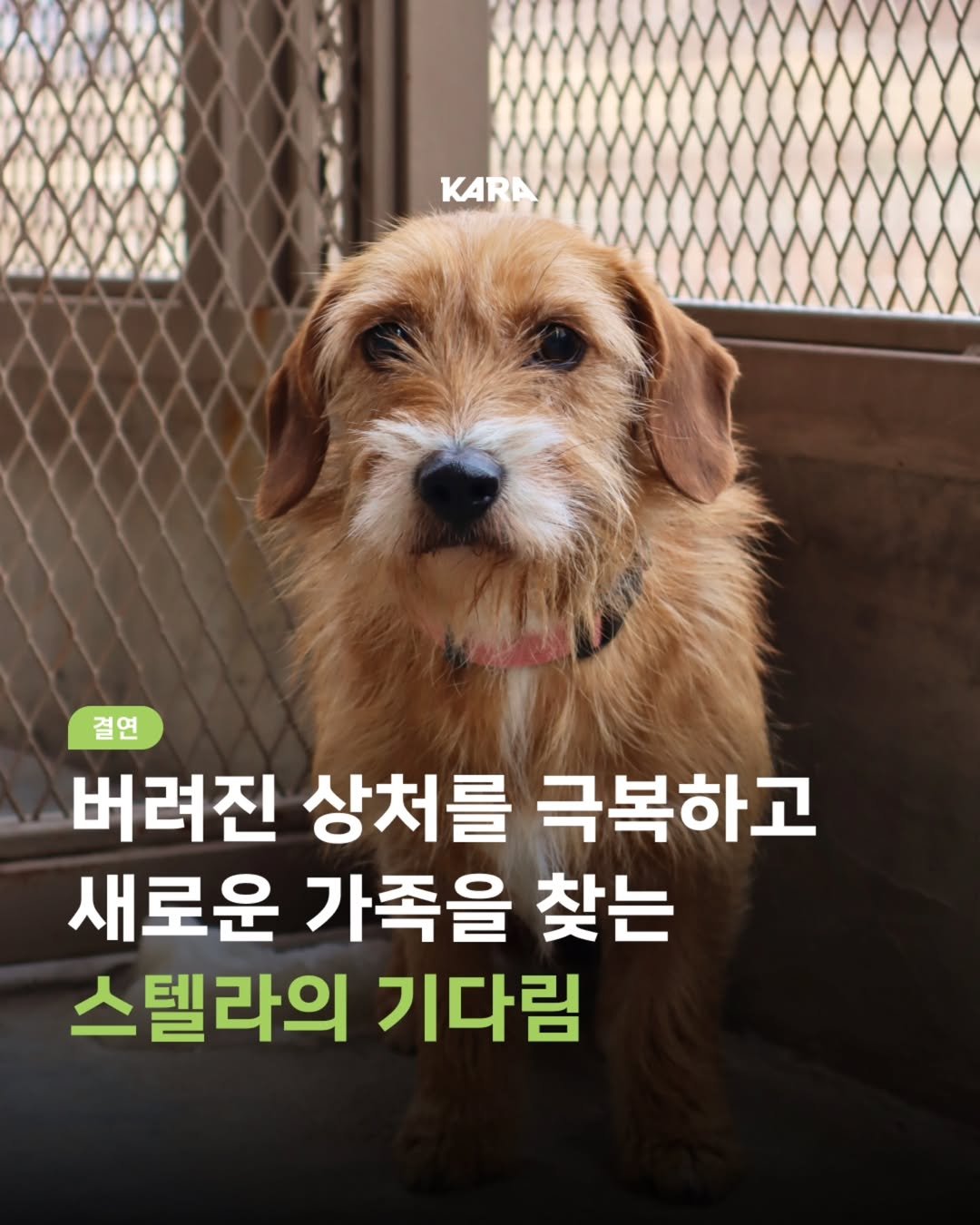 Photo by 동물권행동 카라 공식계정 on August 13, 2025. May be an image of Norwich terrier, collie and text that says 'KAI KARA 결연 버려진 상처를 극복하고 새로운 가족을 찾는 스텔라의 기다림'.