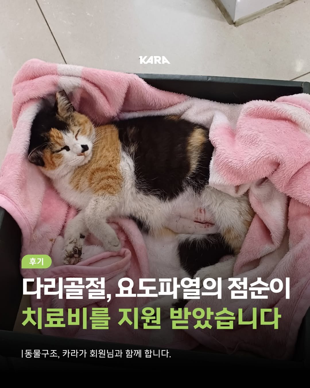 Photo by 동물권행동 카라 공식계정 on September 17, 2025. May be an image of tortoiseshell cat, blanket and text that says 'KARA 후기 다리골절, 요도파열의 점순이 치료비를 지원 받았습니다 |동물구조, 카라가 회원님과 함께 합니다.'.