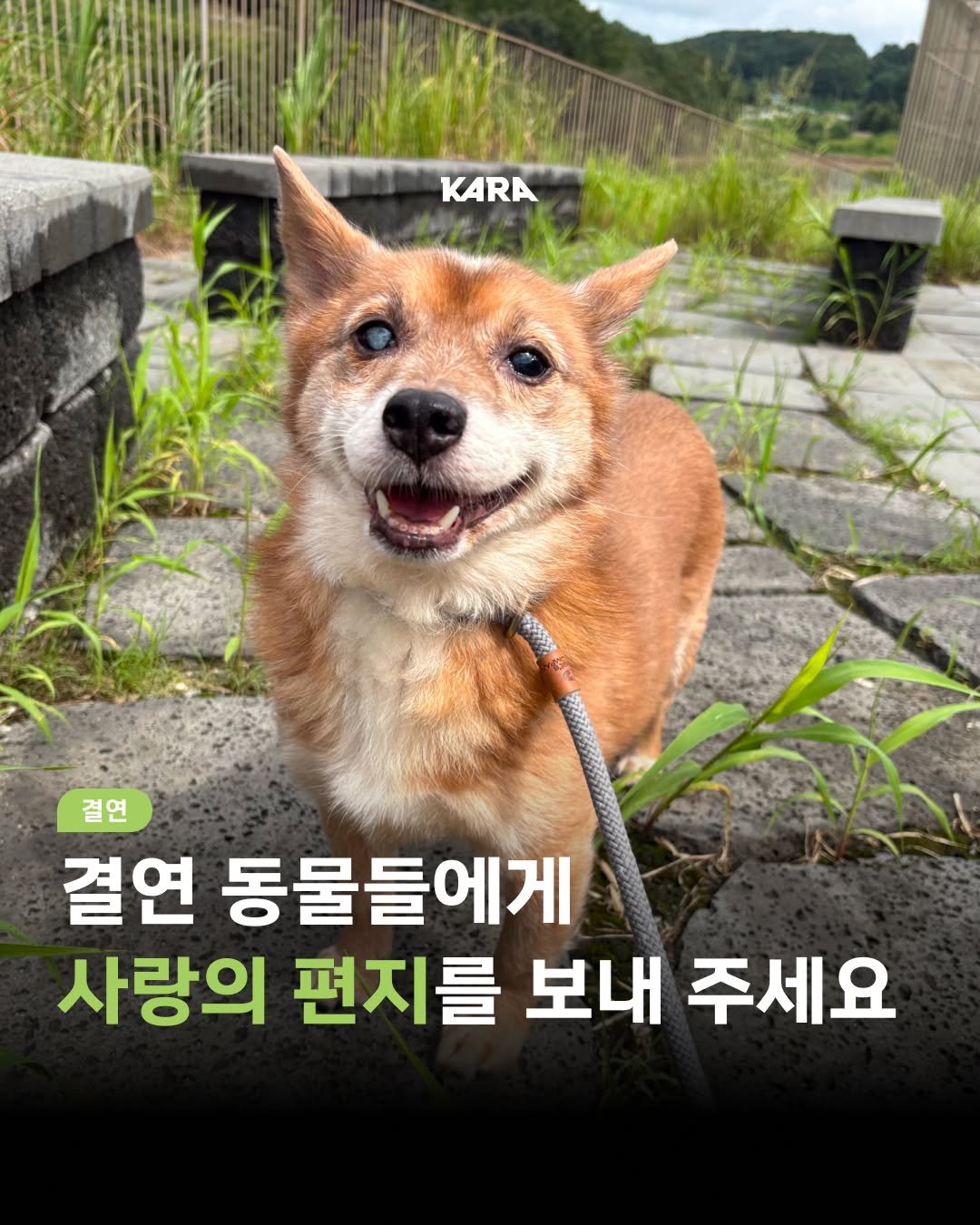 Photo shared by 동물권행동 카라 공식계정 on September 22, 2025 tagging @kara_thebom. May be an image of dog and text that says 'KARA 0り 결연 결연 동물들에게 에게 사랑의 편지를 보내 주세요'.