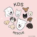 kdsrescue_adopt 프로필 사진
