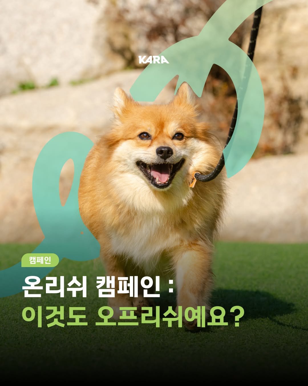 Photo shared by 동물권행동 카라 공식계정 on September 25, 2025 tagging @kara_thebom. May be an image of animal and text that says 'KARA 캠페인 캠페인 온리쉬 캠페인: 이것도 오프리쉬예요?'.