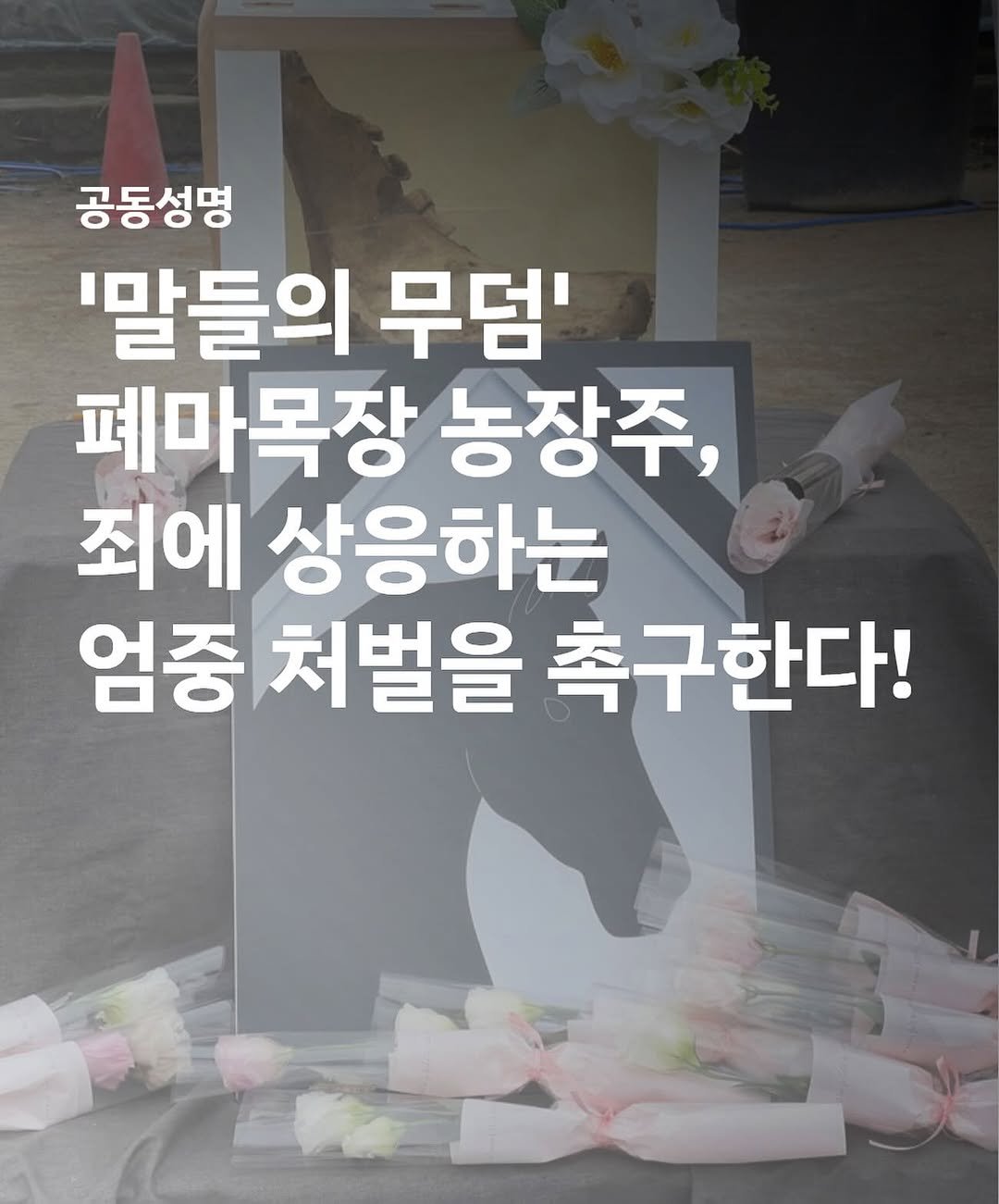 Photo by 동물권행동 카라 공식계정 on September 22, 2025. May be an image of baby's-breath, rose and text that says '공동성명 '말들의 무덤' 폐마목장 농장주, 죄에 상응하는 엄중 처벌을 측 촉구한다!'.