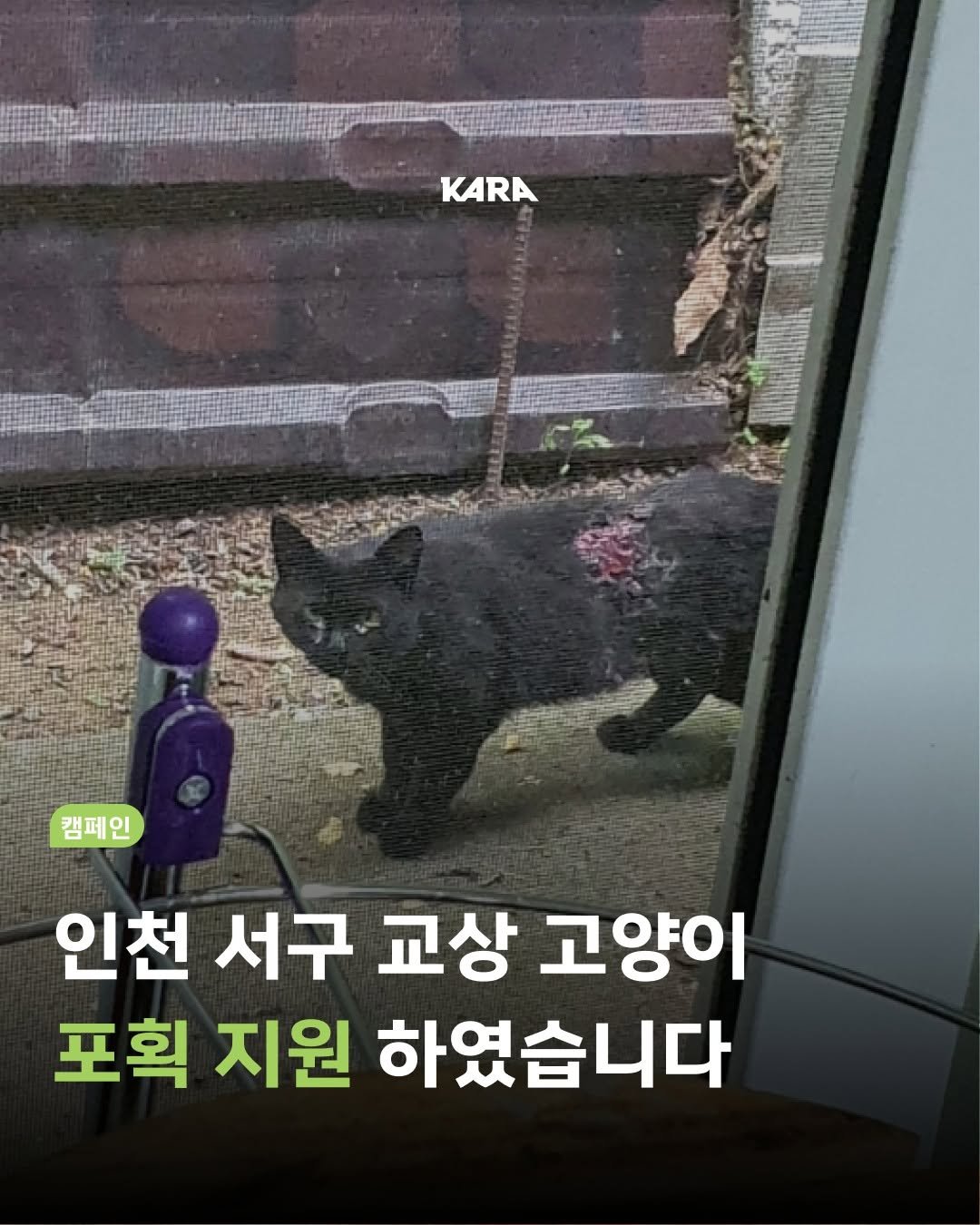 Photo by 동물권행동 카라 공식계정 on August 09, 2025. May be an image of animal and text that says 'KARA 캠페인 인천 서구 교상 고양이 포획 지원 하였습니다'.