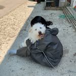 dangjin_adoptus 프로필 사진