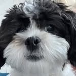 dorayedony 프로필 사진