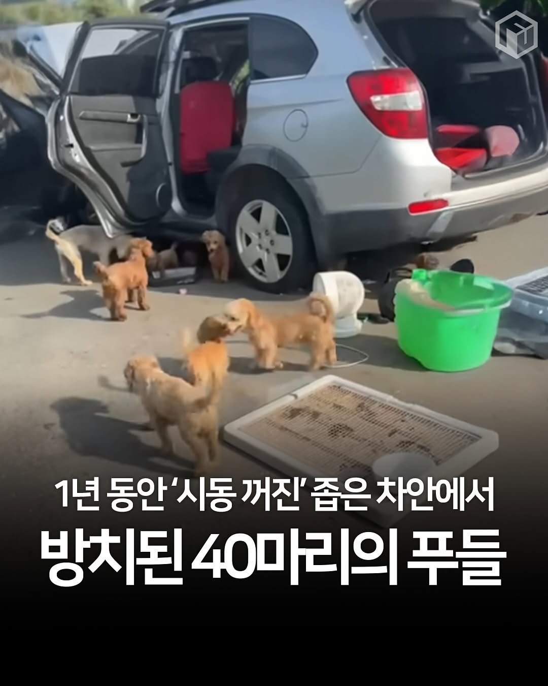 Photo by 애니멀톡[애견동반 장소 / 동물 정보 / 이슈] on August 12, 2025. May be an image of text that says '1년 1년동안'시동꺼진' 동안'시동 꺼진' 좁은 차안에서 방치된 40마리의 푸들'.