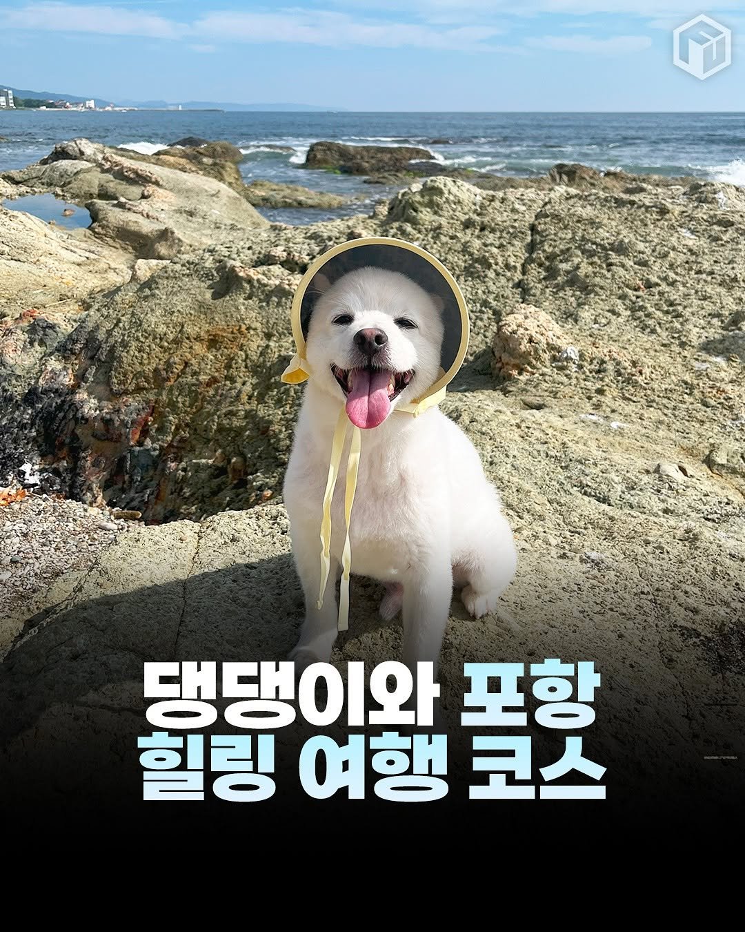 Photo by 애니멀톡[애견동반 장소 / 동물 정보 / 이슈] on August 12, 2025. May be an image of Bedlington terrier, collie and text that says 'โข 댕댕이와 포항 힐링 여행 코스'.