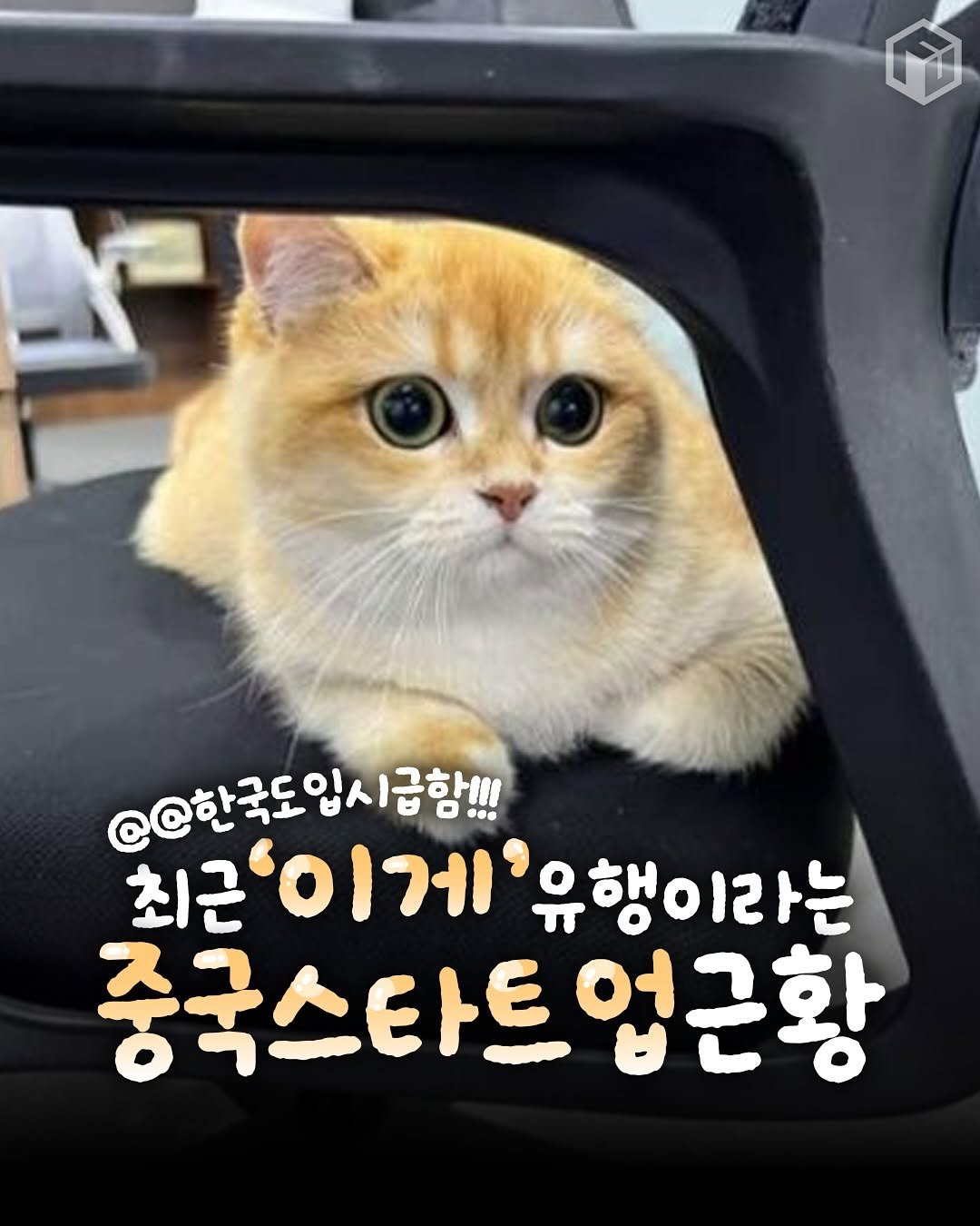Photo by 애니멀톡[애견동반 장소 / 동물 정보 / 이슈] on August 13, 2025. May be an image of animal and text that says '@@한국도입시급향!!! 급함! 최근'이게' 이게 유행 유행이라는 최근이게'유행이라는 이라는 중국스타트업 업근황'.