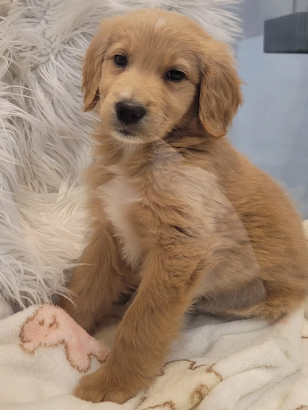 Photo by 안준하 in Seoul, South Korea. May be an image of collie, golden retriever, mastiff and text.