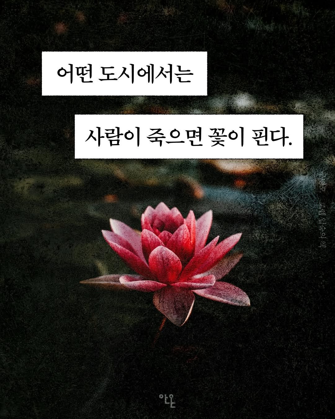 Photo by 안온북스 on April 20, 2026. May be an image of text that says '어떤 도시에서는 사람이 죽으면 꽃이 핀다. 出'.