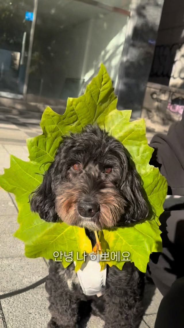 anotherz_saebyuk 게시물 이미지: 나뭇잎 갱얼쥐 뽀콜이 🐾

#강아지 #강아지일상