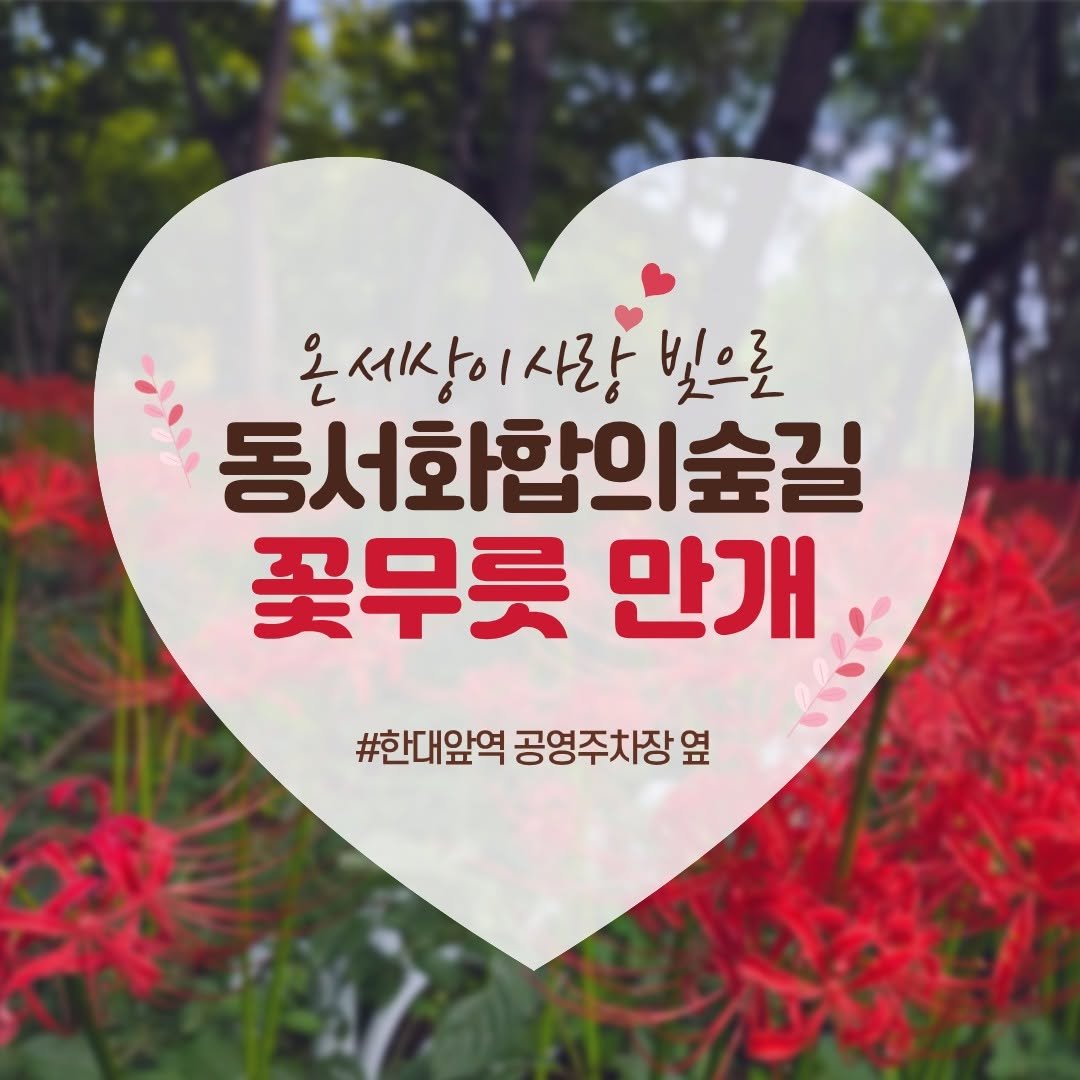 Photo by 안산여행 on September 26, 2025. May be an image of white lily, belladonna lily, lily and text that says '온세상 온세상이사랑 빛으로 동서화합의술길 꽃무릇 만개 #한대앞역 공영주차장옆 #한대앞역공영주차장옆 옆'.