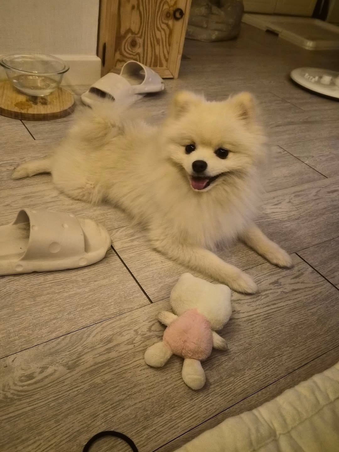 Photo by 안산소식(안산맛집/안산카페/안산맘/대부도/새솔동/시흥맛집) on November 11, 2025. May be an image of Samoyed, Maltese and text.