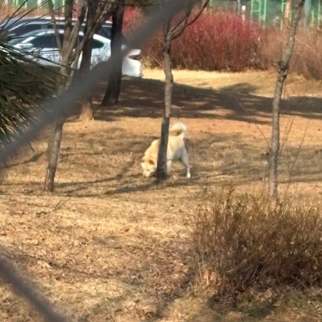 Photo by 안산소식(안산맛집/안산카페/안산맘/대부도/새솔동/시흥맛집) on February 14, 2026. May be an image of Pekinese, Groenendael, cocker spaniel, Chow, Norwich terrier, golden retriever, grass, park and text.