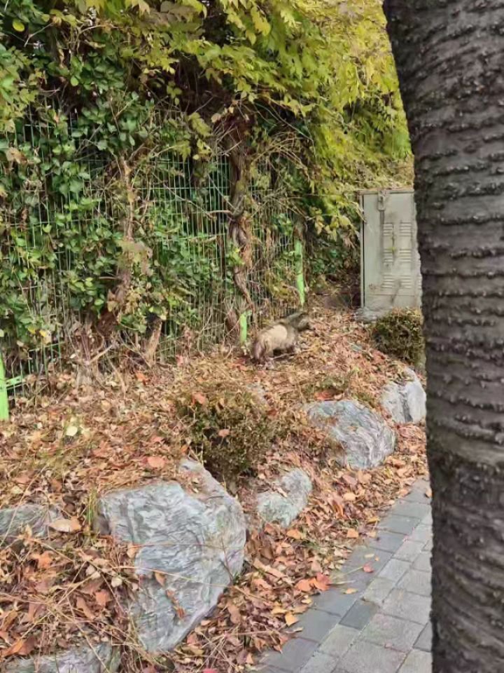 ansannews 게시물 이미지: 호공 길 건너편 호원초 담벼락에 너구리가 있는데
눈곱도 많이 껴있고 피부질환이...