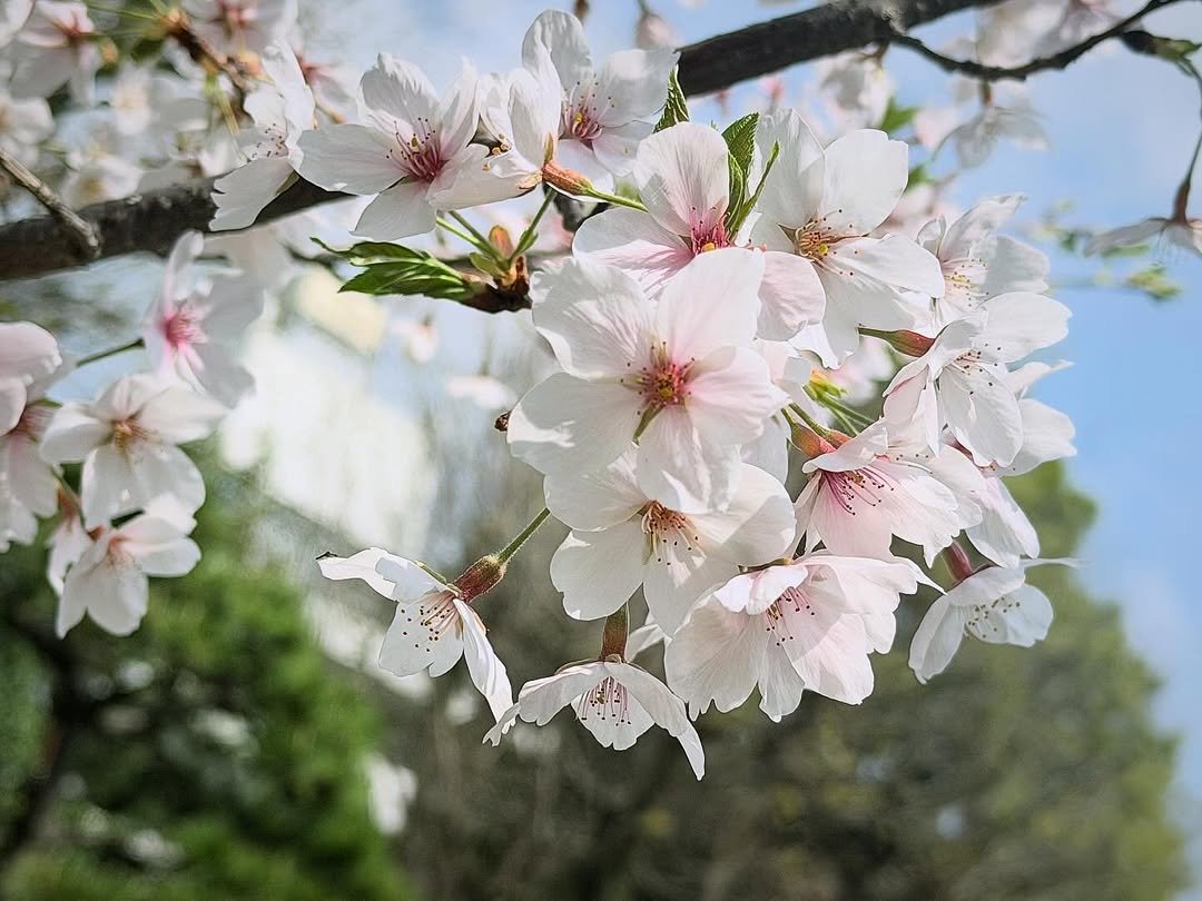Photo by 青空ひかり on March 30, 2026. May be an image of flower, stone-fruit tree and text.