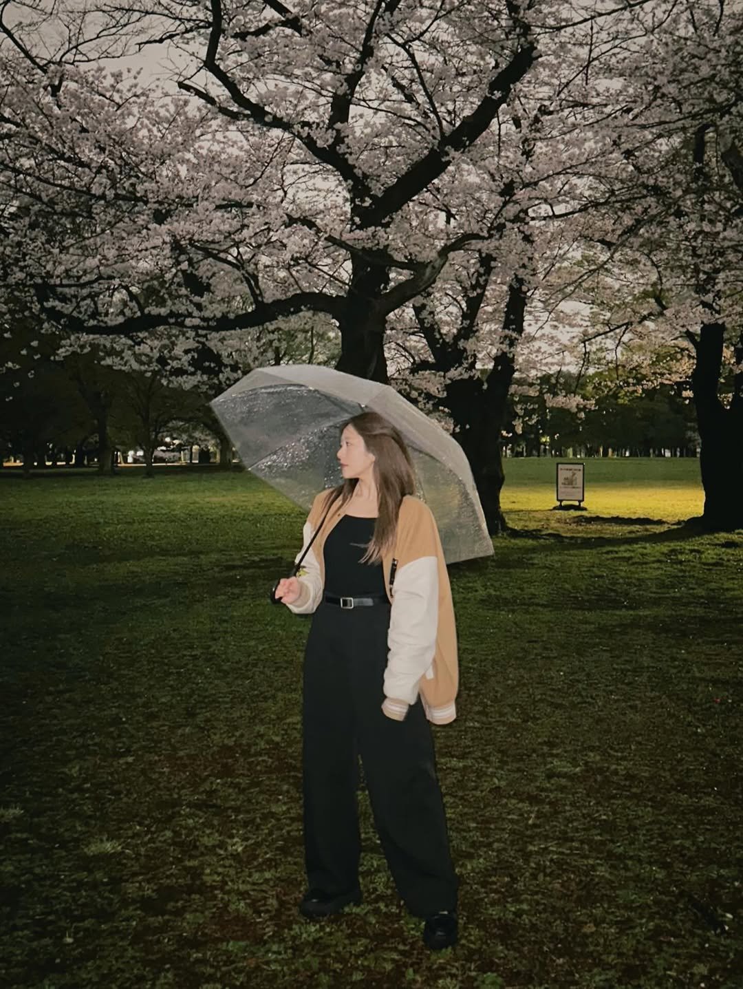Photo by 青空ひかり on March 26, 2026. May be an image of umbrella, parasol, stone-fruit tree, park and text.