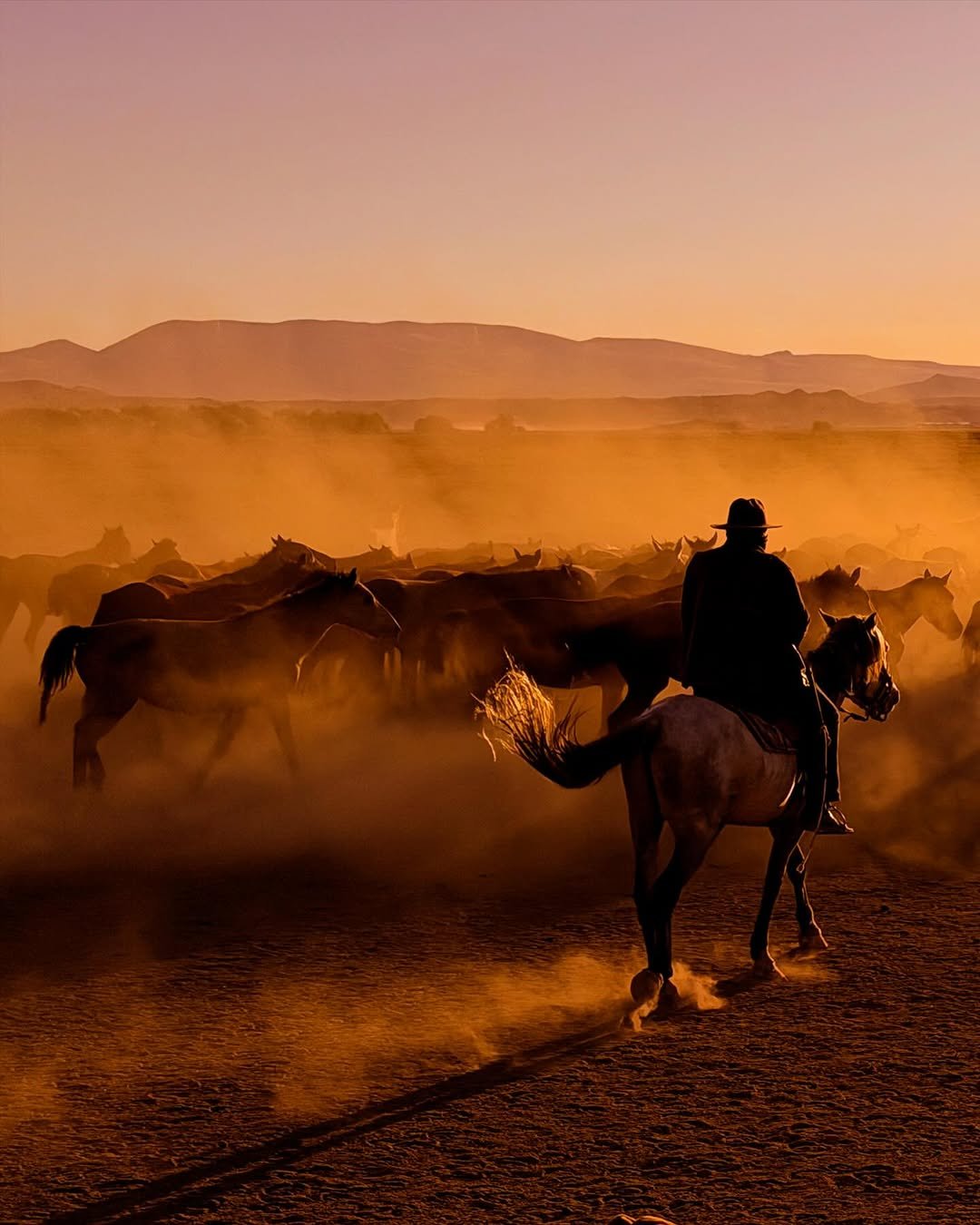 A lone rider on horseback moves through a herd, silhouetted against a dusty, golden landscape at sunset.