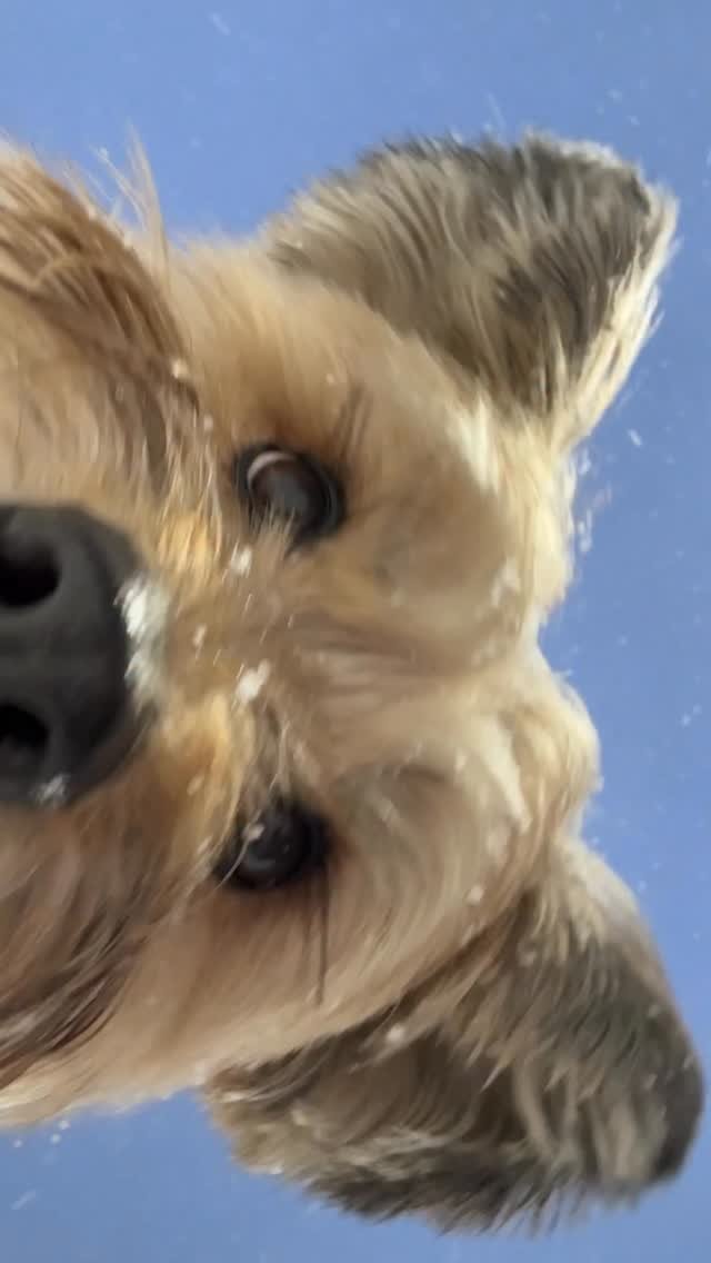 apple 게시물 이미지: Pawse your scroll. #ShotoniPhone by Jiwon K....