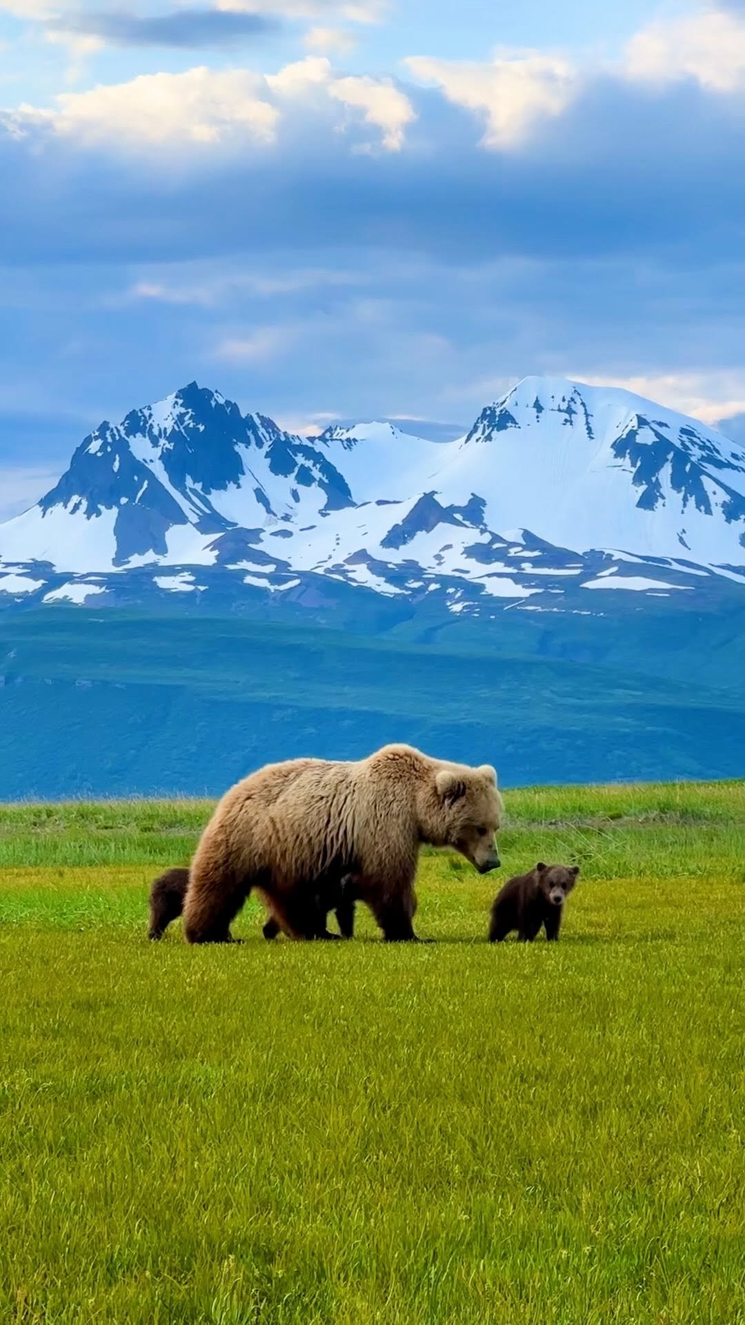 apple 게시물 이미지: This Earth Day we’re celebrating real wildlife...