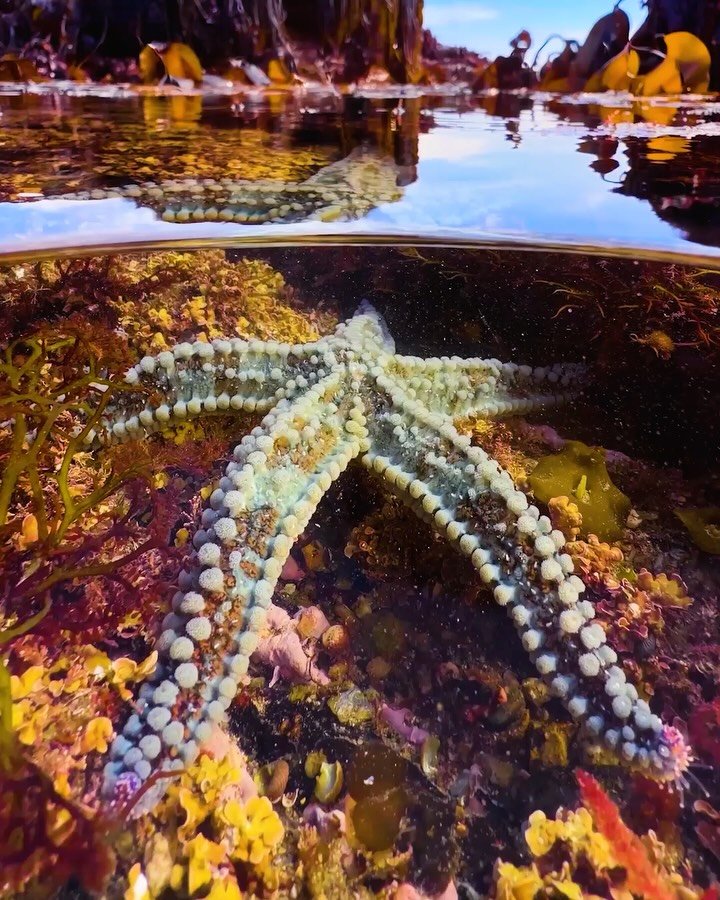 Close-up of small, oval-shaped marine snails with bright blue striped patterns clustered on a smooth, golden-brown kelp surface.