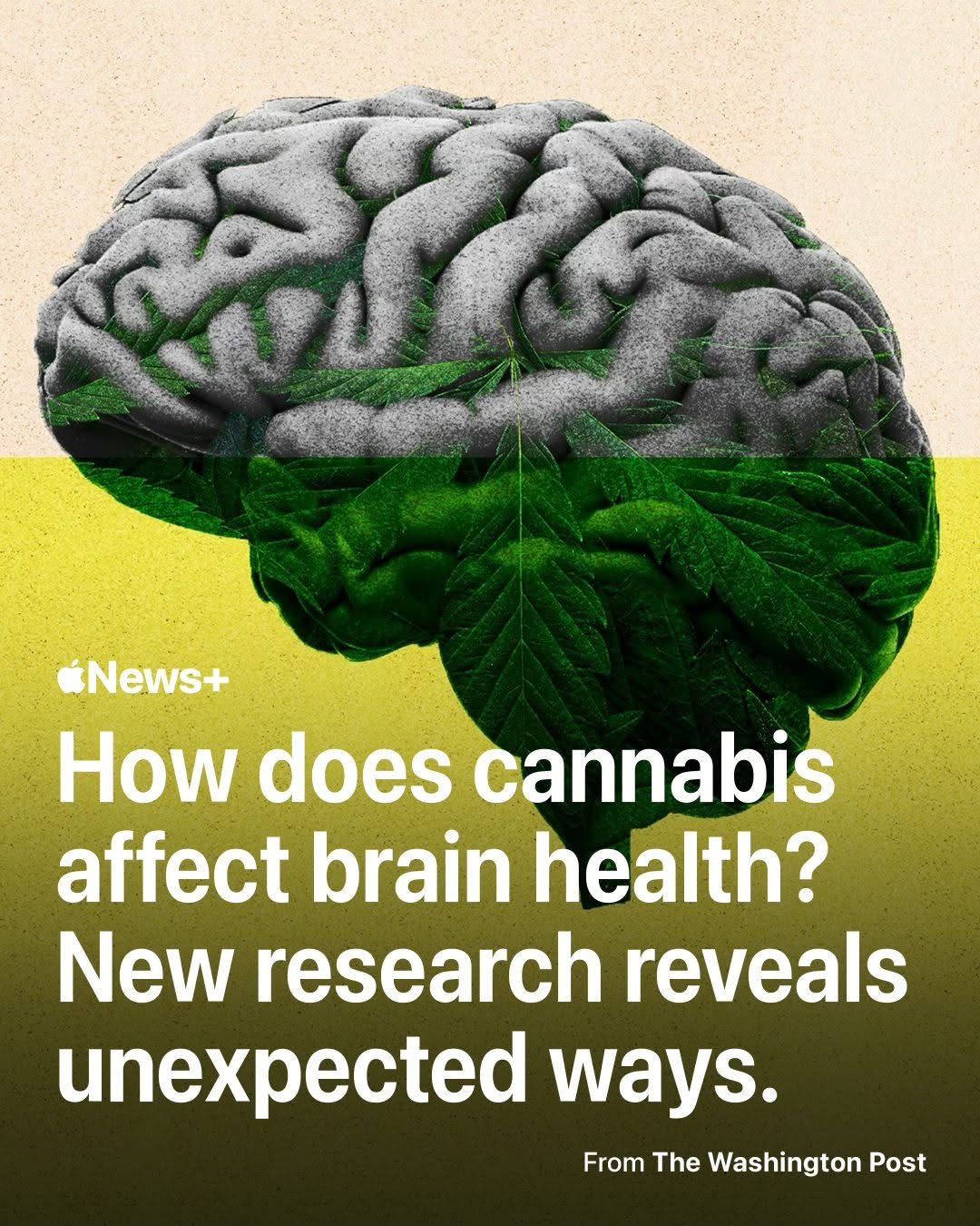 applenews 게시물 이미지: As legalization of cannabis has spread,...