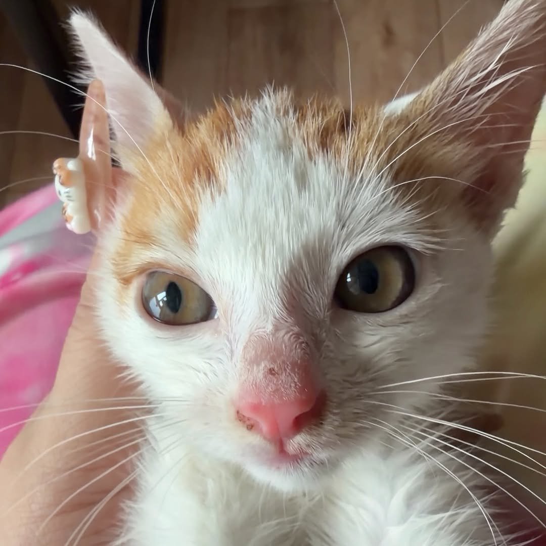 Photo by 아람이 on October 10, 2025. May be an image of kitten and text.