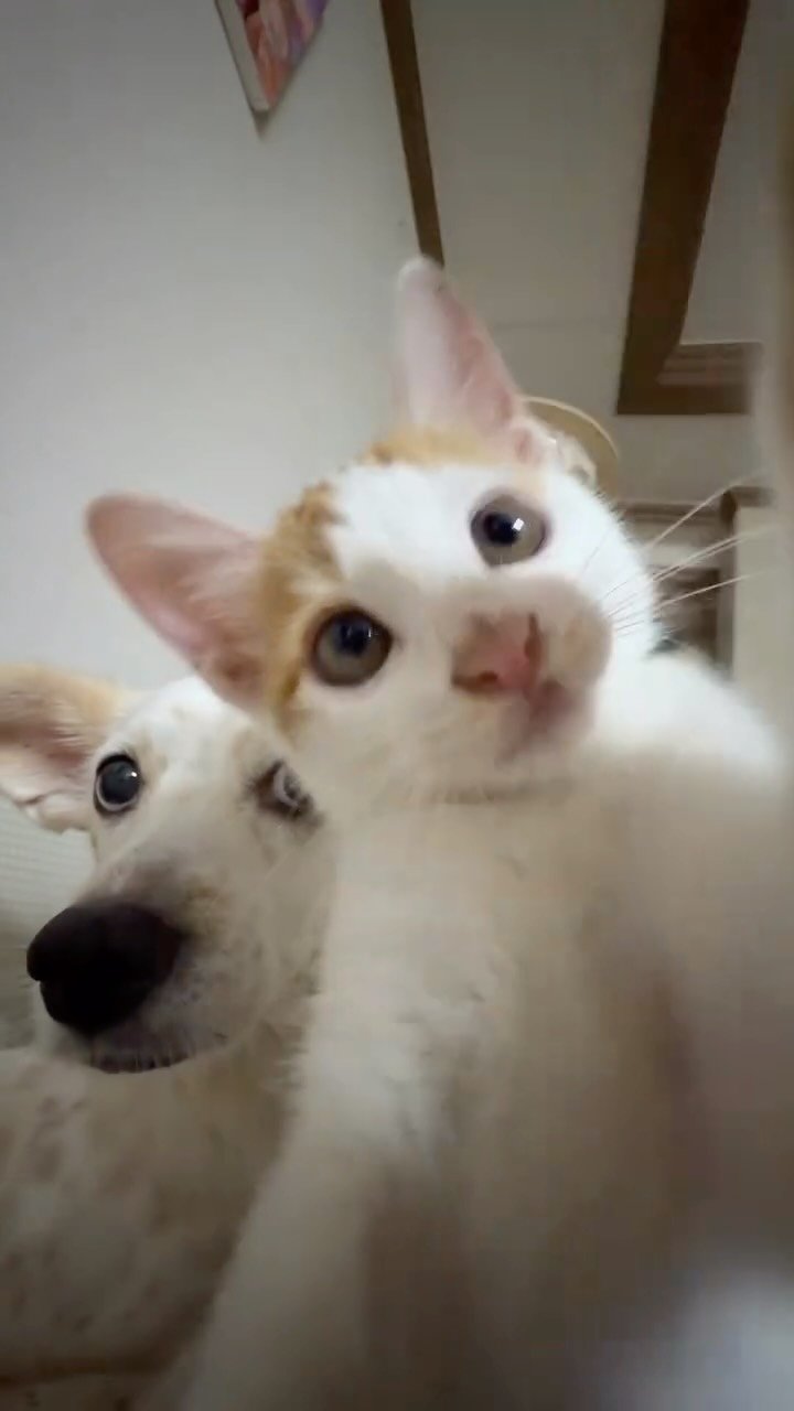 aramjang 게시물 이미지: 송편이 시각적 팅글 ASMR