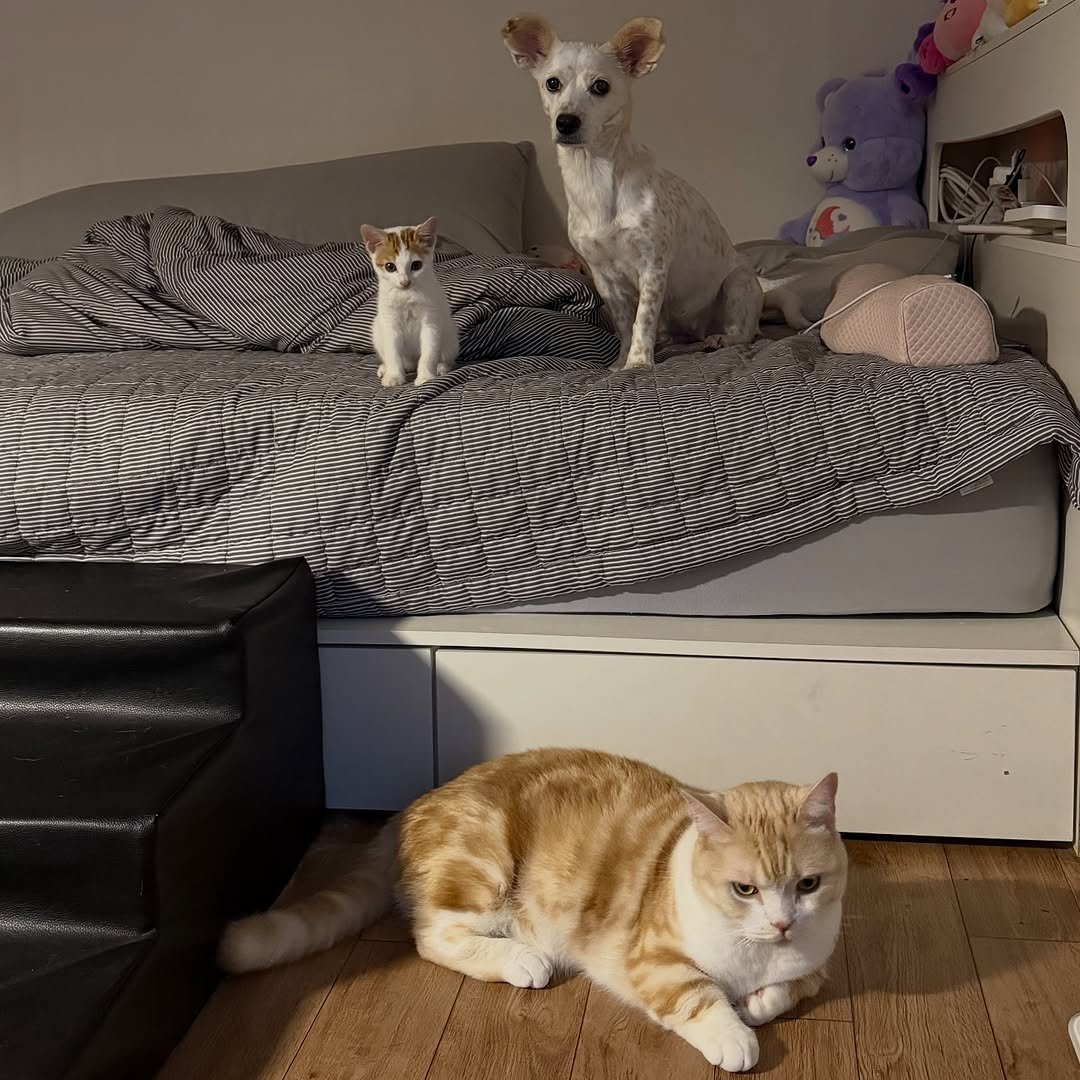 Photo by 아람이 on October 11, 2025. May be an image of ragdoll cat, Norwich terrier, chihuahua, Abyssinian cat, kitten, bunk bed, bedroom and text.