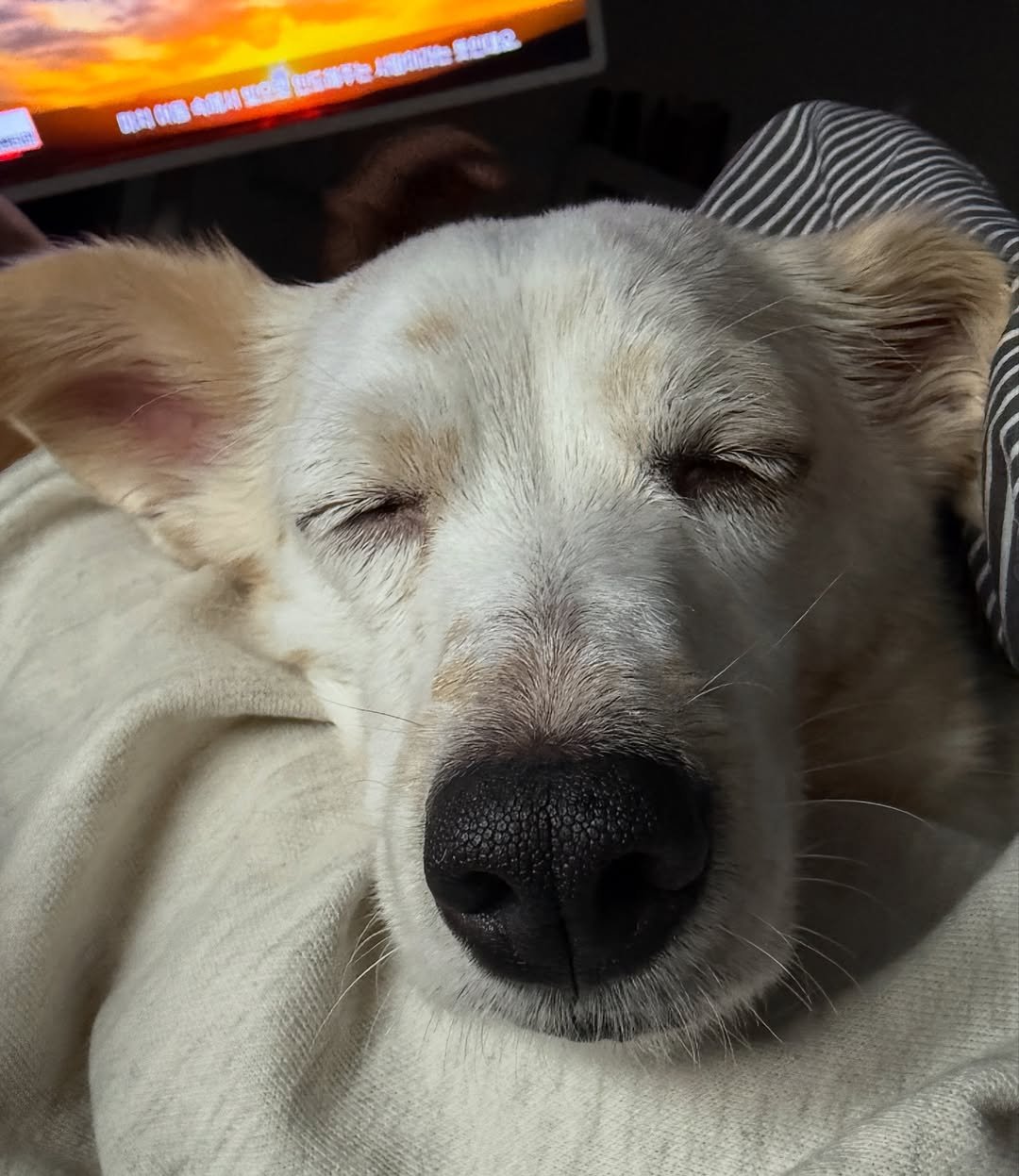 Photo by 아람이 on May 25, 2025. May be an image of sleeping, golden retriever and corgi.