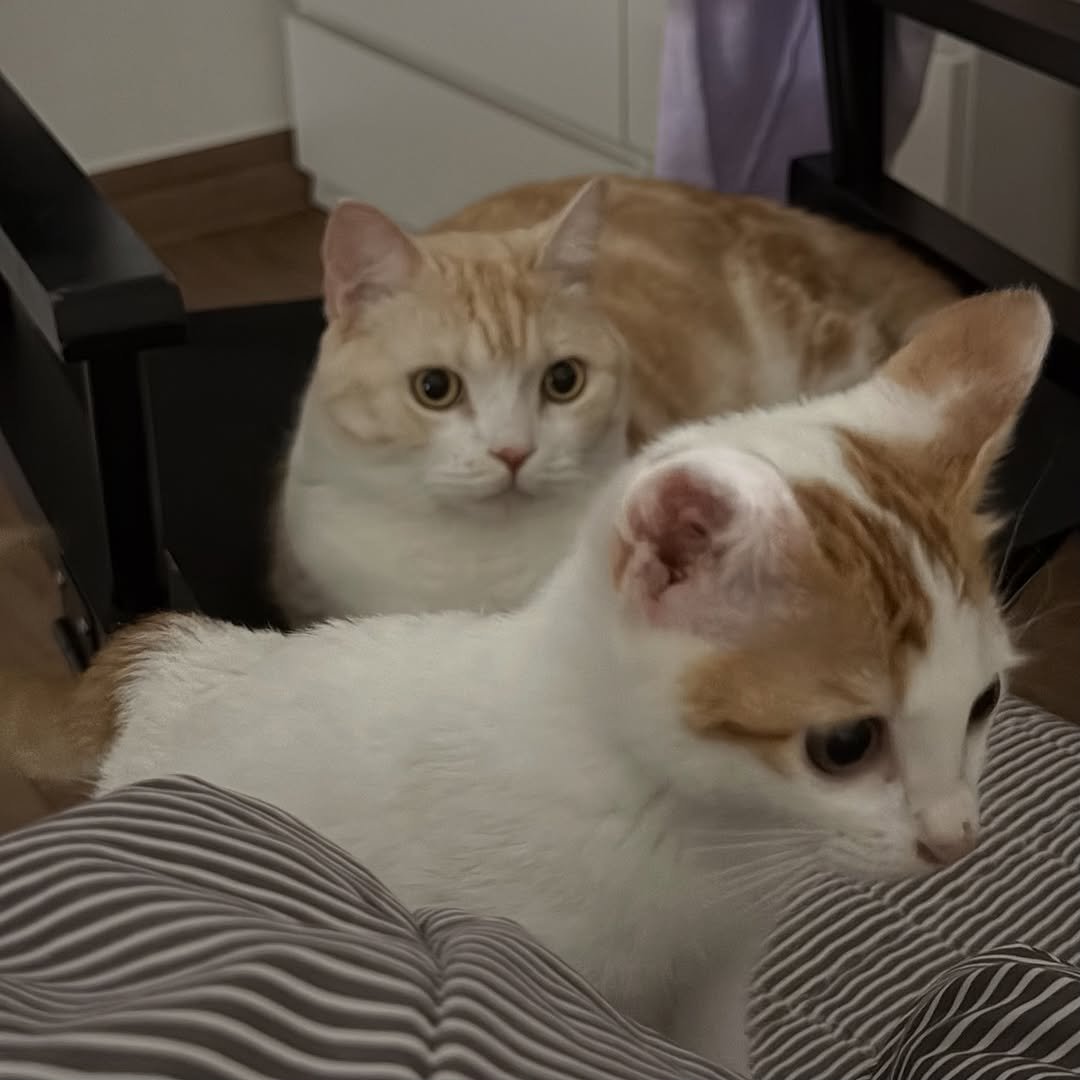 Photo by 아람이 on October 17, 2025. May be an image of ragdoll cat, kitten, Abyssinian cat, tortoiseshell cat and text.