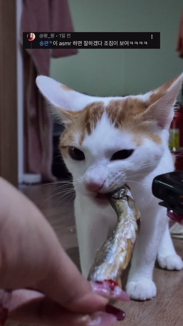 aramjang 게시물 이미지: 송편이 첫 동결건조 열빙어 ASMR🐟
#고양이 #cat #kitty