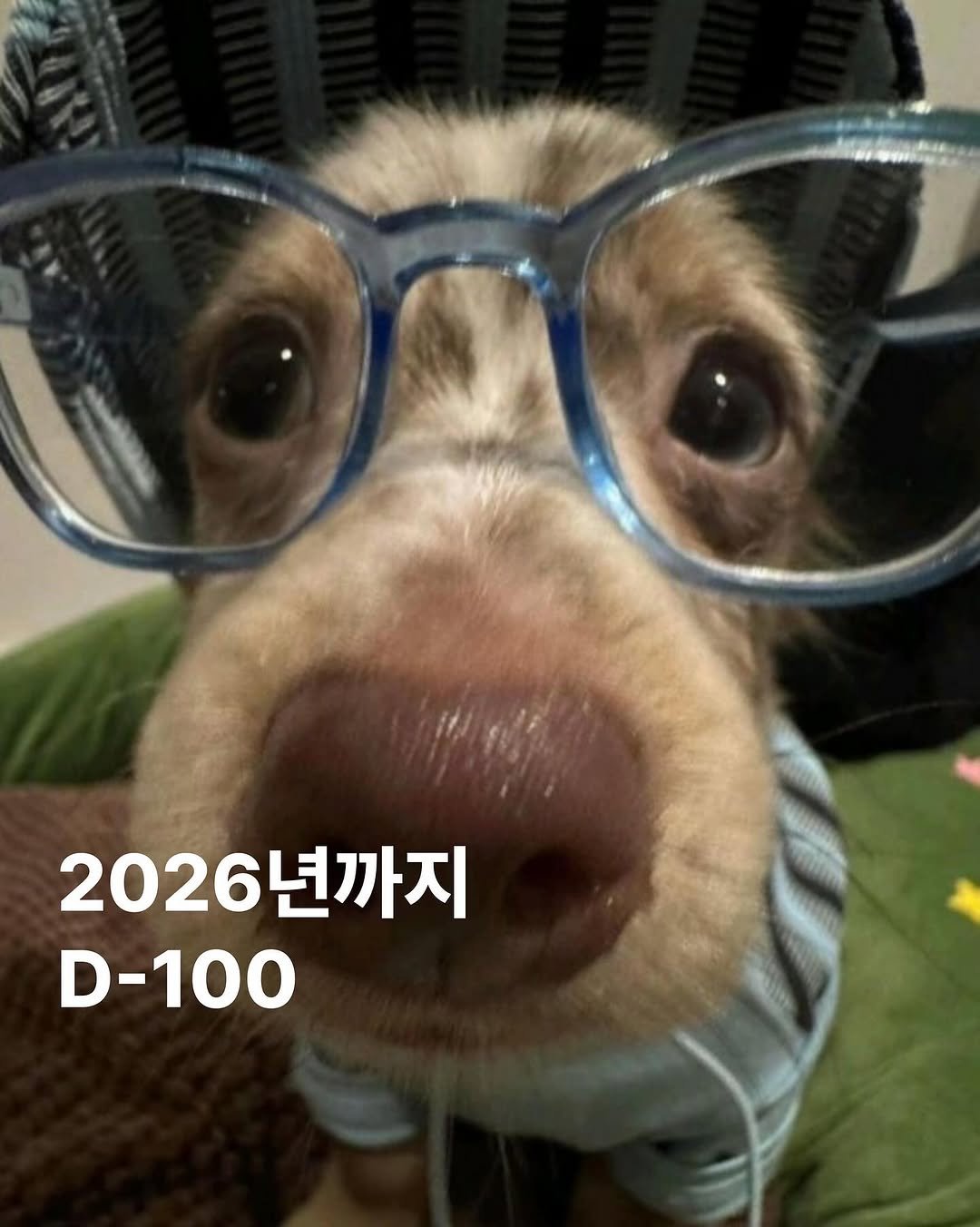 Photo by archivehome | 아카이브홈 매거진 on September 22, 2025. May be an image of cocker spaniel, dachshund, Pekinese, chihuahua, eyeglasses and text.