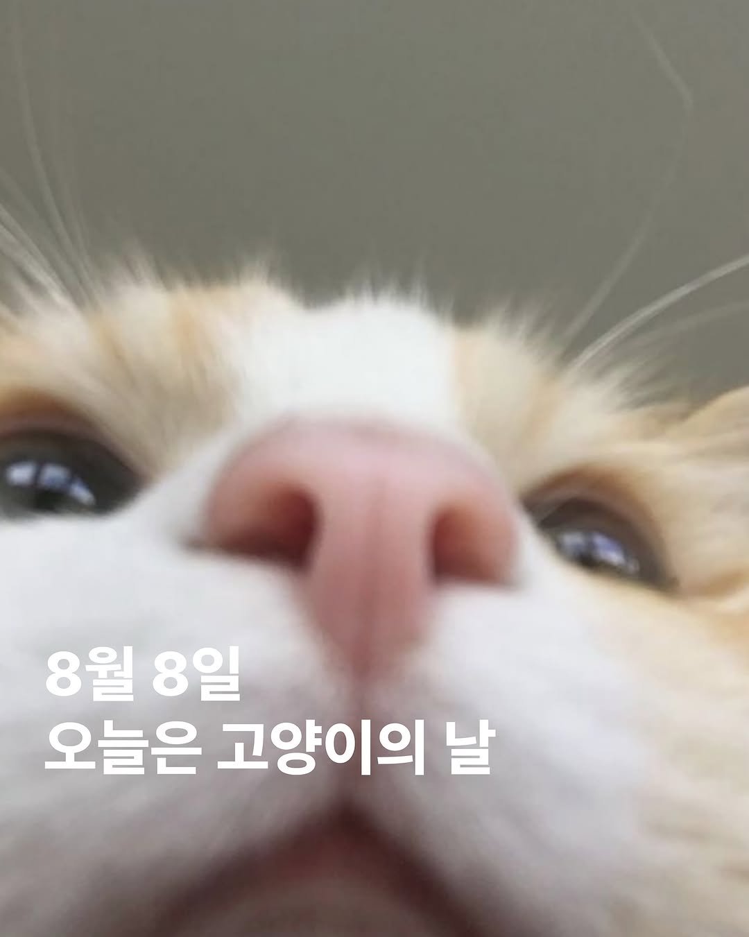 Photo by 아카이브홈 | 패션•트렌드 매거진 on August 07, 2025. May be a closeup of cat and text that says '8월8일 8월 8일 오늘은 고양이의 날'.