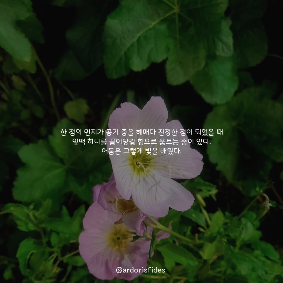 ardorisfides 게시물 이미지: 움트는 빛
.
.
글귀는 #자작시 #창작시 #숨결 #breathe
사진은 #풍경사진...