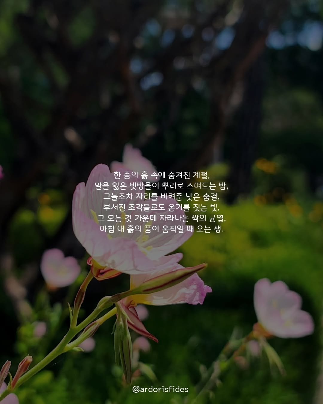 Photo by 작가 피데스 on February 05, 2026. May be an image of Lewisia, rose and text that says '한 중의 喜 속에 숨겨진 계절, 말을 잃은 빗방울이 뿌리로 스며드는 밤, 그늘조차 자리를 비켜준 낮은 숨 결, 부서진 조각들로도 온기를 짓는 果， 그 모든 것 가운데 자라나는 싹의 균열, 마침 내 흙의 품이 움직일 때 오는 생. @ardorisfides'.