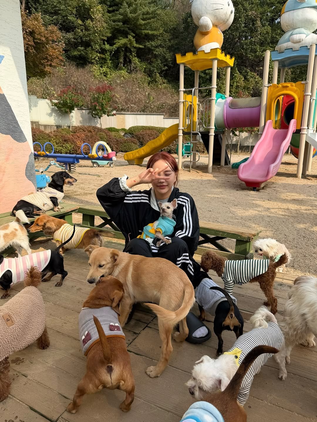 Photo shared by 아름송이 on October 31, 2025 tagging @yousachun1004, and @1004_adopt. May be an image of Boston terrier, Pekinese, Norwich terrier, Bedlington terrier and text.