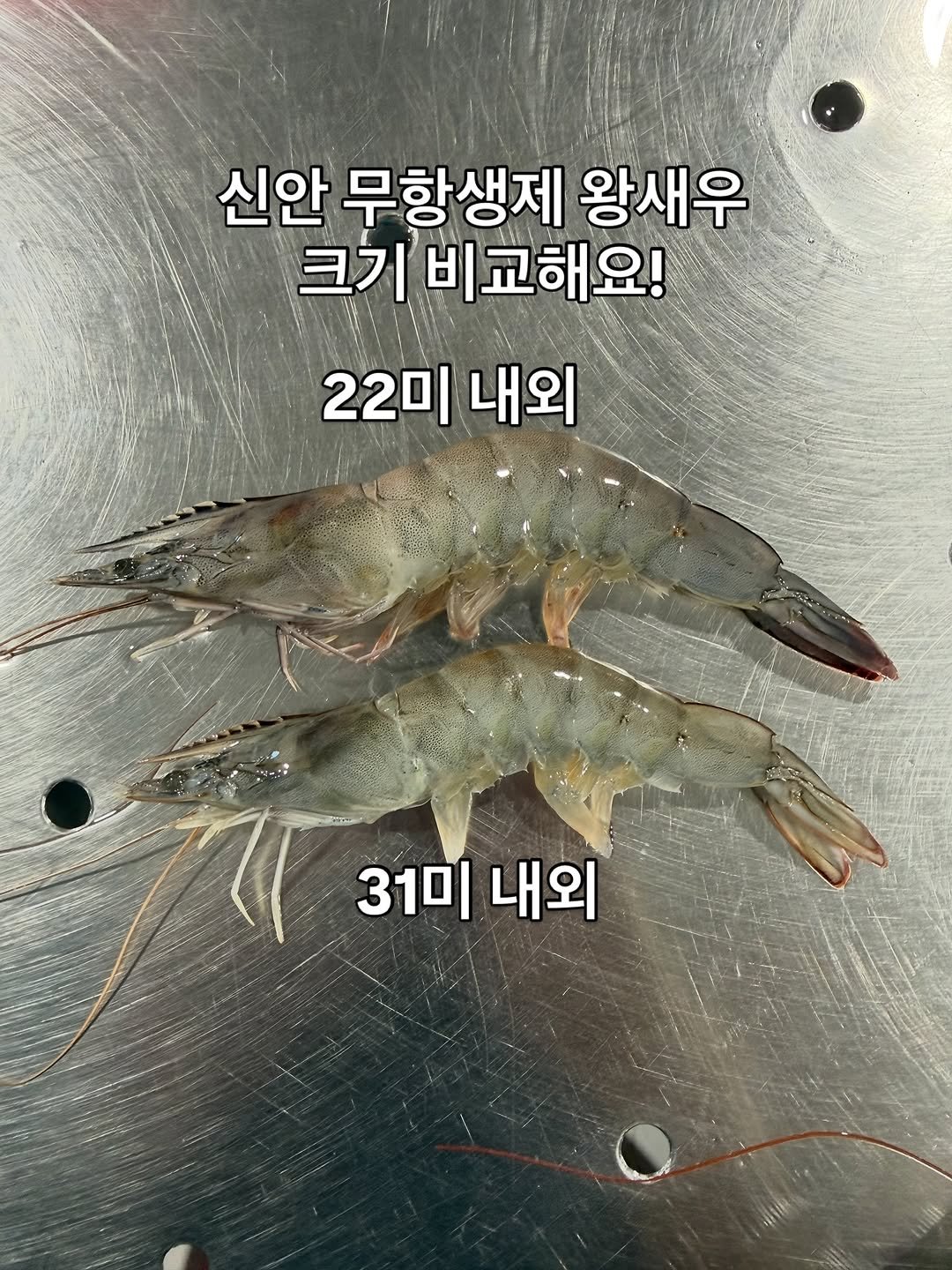 Photo by 아린이네생선가게 김유미 on September 22, 2025. May be an image of prawn, shrimp and text that says '신안 무항생제 왕새우 크기비교해요! 크기비교 크기 22미 22미내외 내외 31미 31미내외 내외'.