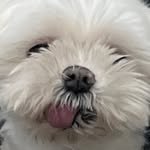 dailyjou.official 프로필 사진