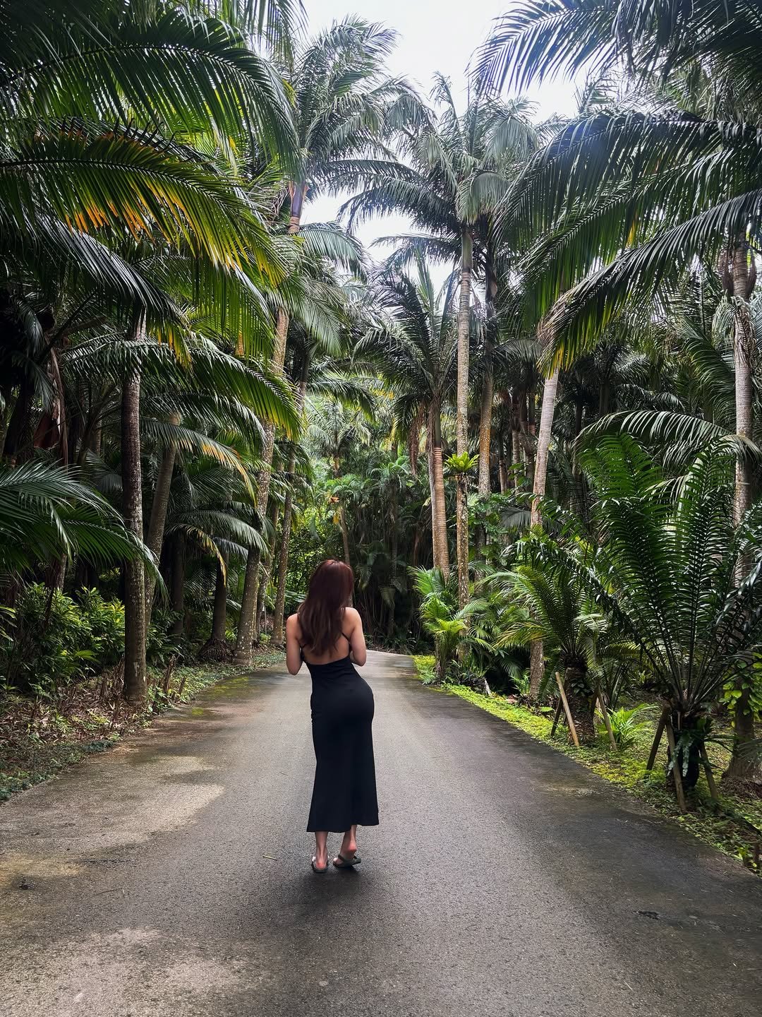 asamomocan 게시물 이미지: 石垣島は雨だったら絶対ヤエヤマヤシ群落かな🙂‍↕️🌿✨

🌴🌴🌴