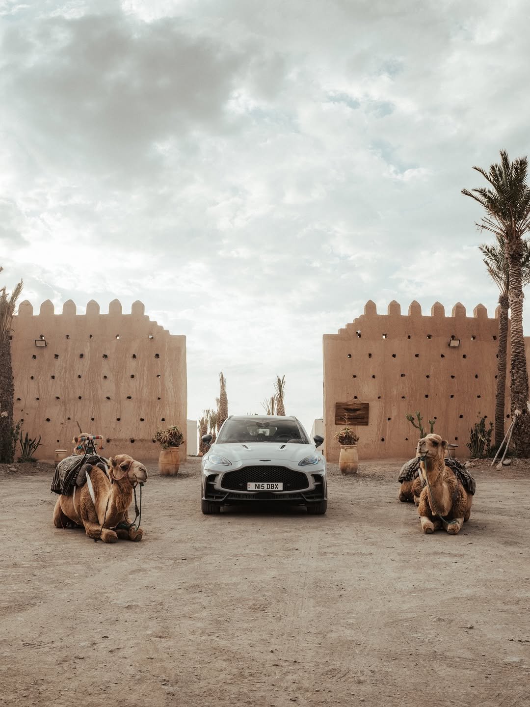 Photo by Aston Martin on April 26, 2026. May be an image of camel, outdoors and text.