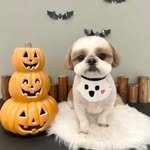 atto_shihtzu_ 인스타그램 프로필 사진